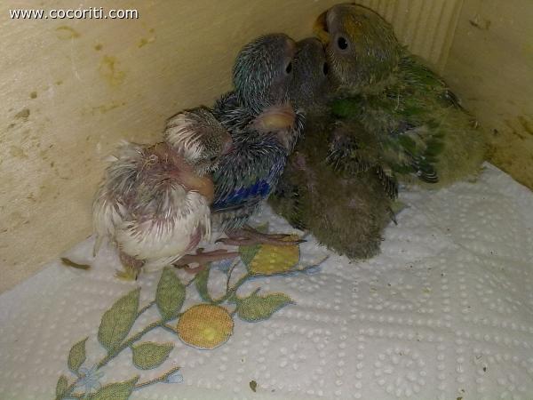 i babys della coco tribù